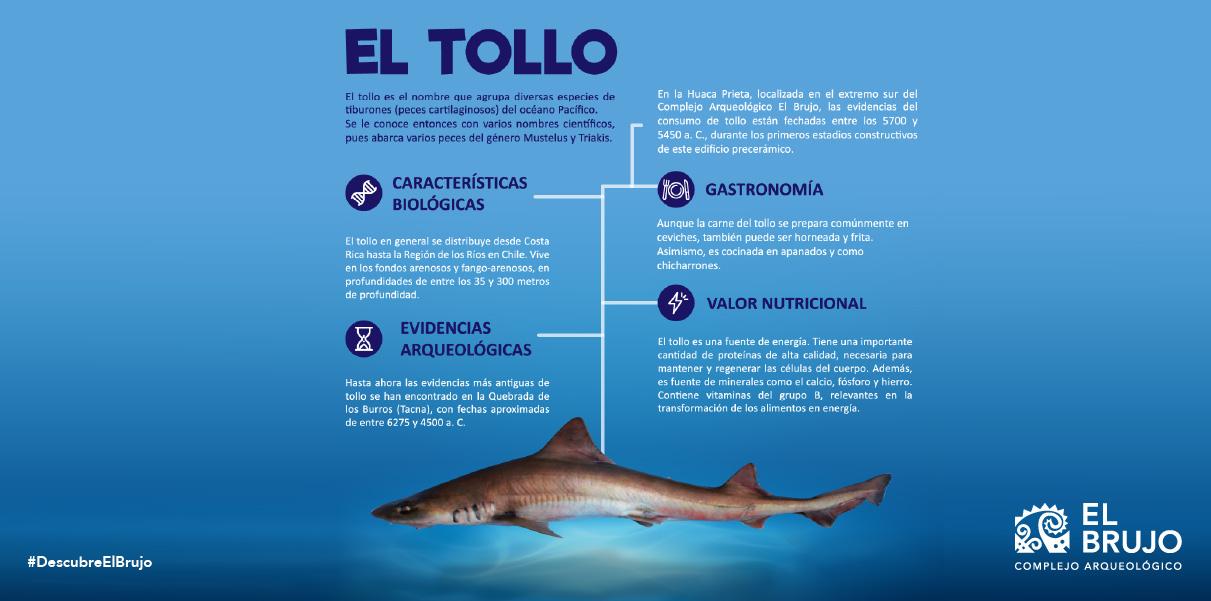 valor nutricional del tollo